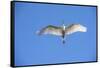 USA, Florida, St. Augustine, Great Egret at Alligator Farm Rookery-Lisa S. Engelbrecht-Framed Stretched Canvas