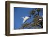 USA, Florida, St. Augustine, Great Egret at Alligator Farm rookery.-Lisa S. Engelbrecht-Framed Photographic Print