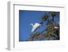 USA, Florida, St. Augustine, Great Egret at Alligator Farm rookery.-Lisa S. Engelbrecht-Framed Photographic Print