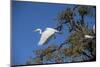 USA, Florida, St. Augustine, Great Egret at Alligator Farm rookery.-Lisa S. Engelbrecht-Mounted Photographic Print