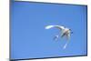 USA, Florida, St. Augustine, Great Egret at Alligator Farm rookery.-Lisa S. Engelbrecht-Mounted Photographic Print