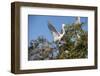 USA, Florida, St. Augustine, Great Egret at Alligator Farm rookery.-Lisa S. Engelbrecht-Framed Photographic Print