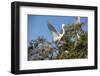 USA, Florida, St. Augustine, Great Egret at Alligator Farm rookery.-Lisa S. Engelbrecht-Framed Photographic Print