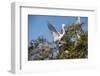 USA, Florida, St. Augustine, Great Egret at Alligator Farm rookery.-Lisa S. Engelbrecht-Framed Photographic Print