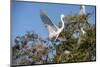 USA, Florida, St. Augustine, Great Egret at Alligator Farm rookery.-Lisa S. Engelbrecht-Mounted Photographic Print