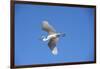 USA, Florida, St. Augustine, Great Egret.-Lisa S. Engelbrecht-Framed Photographic Print