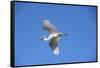 USA, Florida, St. Augustine, Great Egret.-Lisa S. Engelbrecht-Framed Stretched Canvas