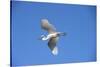 USA, Florida, St. Augustine, Great Egret.-Lisa S. Engelbrecht-Stretched Canvas