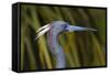 USA, Florida, St. Augustine, Little blue heron at the Alligator Farm.-Joanne Wells-Framed Stretched Canvas