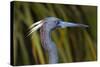 USA, Florida, St. Augustine, Little blue heron at the Alligator Farm.-Joanne Wells-Stretched Canvas