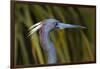 USA, Florida, St. Augustine, Little blue heron at the Alligator Farm.-Joanne Wells-Framed Photographic Print