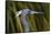USA, Florida, St. Augustine, Little blue heron at the Alligator Farm.-Joanne Wells-Framed Stretched Canvas