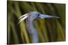 USA, Florida, St. Augustine, Little blue heron at the Alligator Farm.-Joanne Wells-Stretched Canvas