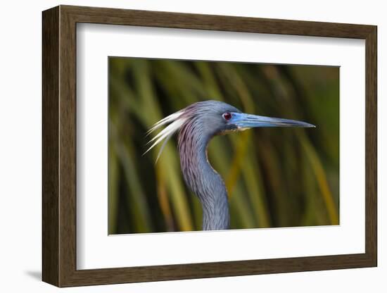 USA, Florida, St. Augustine, Little blue heron at the Alligator Farm.-Joanne Wells-Framed Photographic Print