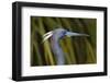 USA, Florida, St. Augustine, Little blue heron at the Alligator Farm.-Joanne Wells-Framed Photographic Print