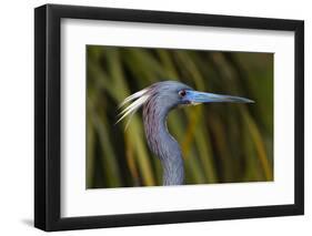 USA, Florida, St. Augustine, Little blue heron at the Alligator Farm.-Joanne Wells-Framed Photographic Print