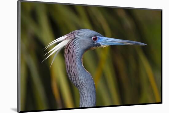 USA, Florida, St. Augustine, Little blue heron at the Alligator Farm.-Joanne Wells-Mounted Photographic Print