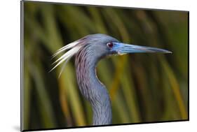 USA, Florida, St. Augustine, Little blue heron at the Alligator Farm.-Joanne Wells-Mounted Photographic Print