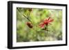 USA, Florida, St. Augustine, red tropical flower.-Lisa S. Engelbrecht-Framed Photographic Print