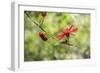 USA, Florida, St. Augustine, red tropical flower.-Lisa S. Engelbrecht-Framed Photographic Print