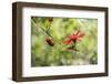 USA, Florida, St. Augustine, red tropical flower.-Lisa S. Engelbrecht-Framed Photographic Print