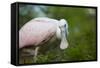 USA, Florida, St. Augustine, Roseate spoonbill at the Alligator Farm.-Joanne Wells-Framed Stretched Canvas