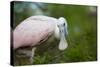 USA, Florida, St. Augustine, Roseate spoonbill at the Alligator Farm.-Joanne Wells-Stretched Canvas