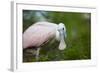 USA, Florida, St. Augustine, Roseate spoonbill at the Alligator Farm.-Joanne Wells-Framed Photographic Print
