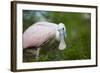 USA, Florida, St. Augustine, Roseate spoonbill at the Alligator Farm.-Joanne Wells-Framed Photographic Print