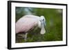 USA, Florida, St. Augustine, Roseate spoonbill at the Alligator Farm.-Joanne Wells-Framed Photographic Print