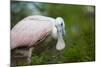 USA, Florida, St. Augustine, Roseate spoonbill at the Alligator Farm.-Joanne Wells-Mounted Photographic Print