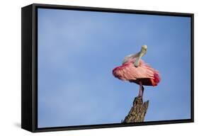 USA, Florida, St. Augustine, Roseate spoonbill at the Alligator Farm.-Joanne Wells-Framed Stretched Canvas