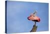 USA, Florida, St. Augustine, Roseate spoonbill at the Alligator Farm.-Joanne Wells-Stretched Canvas