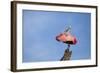 USA, Florida, St. Augustine, Roseate spoonbill at the Alligator Farm.-Joanne Wells-Framed Photographic Print