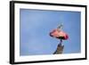 USA, Florida, St. Augustine, Roseate spoonbill at the Alligator Farm.-Joanne Wells-Framed Photographic Print