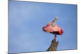 USA, Florida, St. Augustine, Roseate spoonbill at the Alligator Farm.-Joanne Wells-Mounted Photographic Print