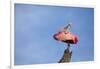 USA, Florida, St. Augustine, Roseate spoonbill at the Alligator Farm.-Joanne Wells-Framed Photographic Print