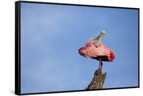 USA, Florida, St. Augustine, Roseate spoonbill at the Alligator Farm.-Joanne Wells-Framed Stretched Canvas