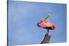 USA, Florida, St. Augustine, Roseate spoonbill at the Alligator Farm.-Joanne Wells-Stretched Canvas