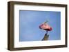 USA, Florida, St. Augustine, Roseate spoonbill at the Alligator Farm.-Joanne Wells-Framed Photographic Print