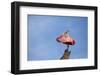 USA, Florida, St. Augustine, Roseate spoonbill at the Alligator Farm.-Joanne Wells-Framed Photographic Print