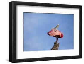 USA, Florida, St. Augustine, Roseate spoonbill at the Alligator Farm.-Joanne Wells-Framed Photographic Print