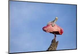 USA, Florida, St. Augustine, Roseate spoonbill at the Alligator Farm.-Joanne Wells-Mounted Photographic Print