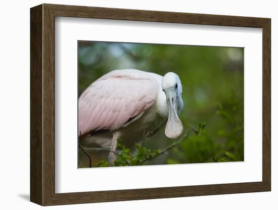 USA, Florida, St. Augustine, Roseate spoonbill at the Alligator Farm.-Joanne Wells-Framed Photographic Print