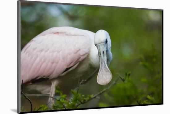 USA, Florida, St. Augustine, Roseate spoonbill at the Alligator Farm.-Joanne Wells-Mounted Photographic Print