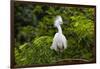 USA, Florida, St. Augustine, Snowy egret at the Alligator Farm.-Joanne Wells-Framed Photographic Print
