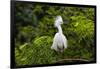 USA, Florida, St. Augustine, Snowy egret at the Alligator Farm.-Joanne Wells-Framed Photographic Print