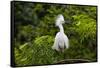 USA, Florida, St. Augustine, Snowy egret at the Alligator Farm.-Joanne Wells-Framed Stretched Canvas