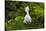 USA, Florida, St. Augustine, Snowy egret at the Alligator Farm.-Joanne Wells-Stretched Canvas