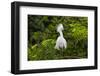 USA, Florida, St. Augustine, Snowy egret at the Alligator Farm.-Joanne Wells-Framed Photographic Print